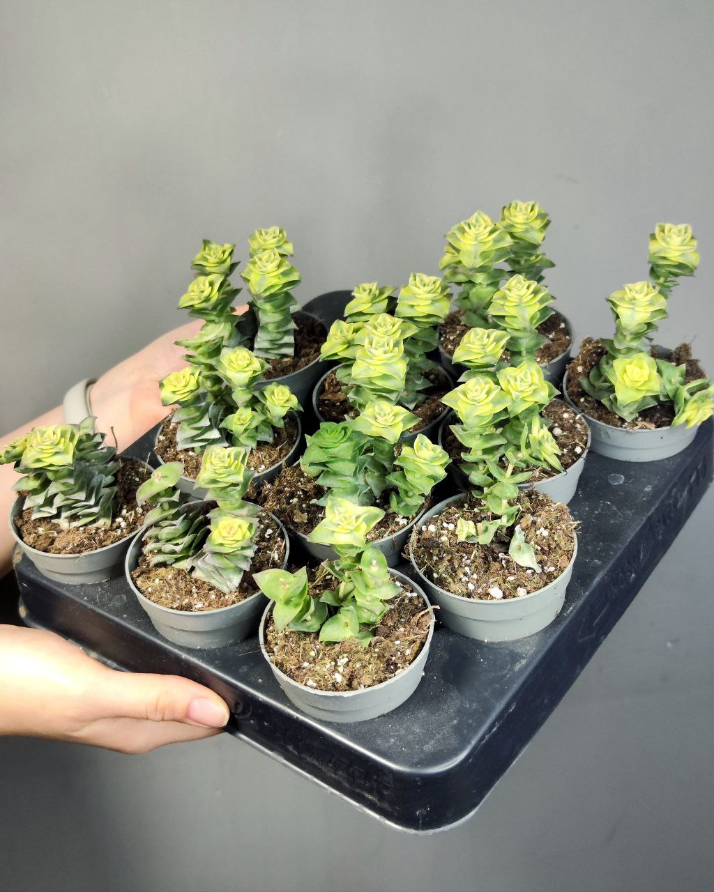 Крассула Перфората Вариегатная (Crassula Perforata Variegata) D5см