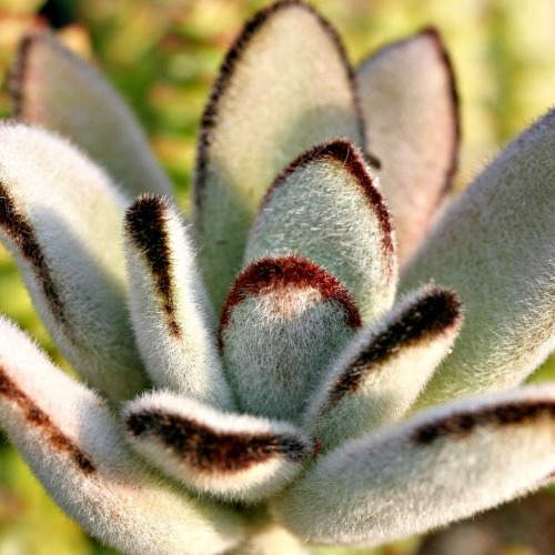 Каланхоэ Томентоза Джамбо (Kalanchoe Tomentosa Jumbo) D5см