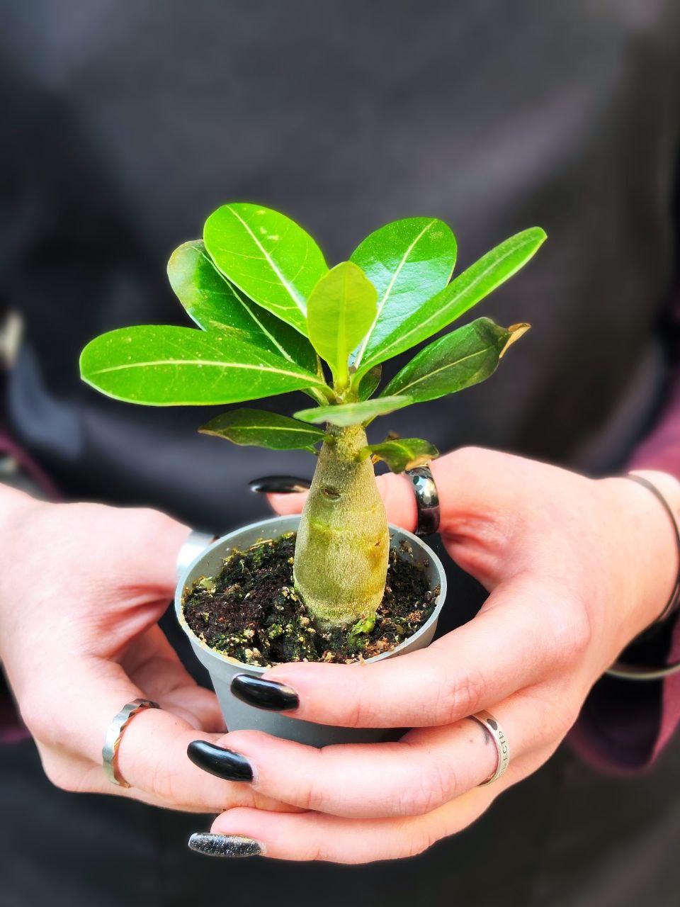 Адениум Тучный (Adenium Obesum) D5см