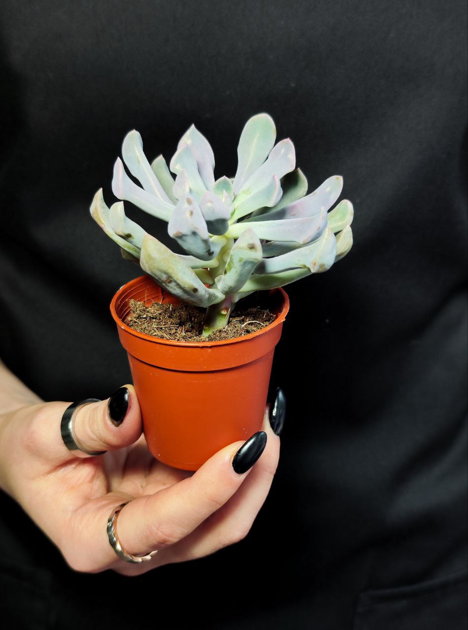 Эхеверия Купидон, или Лилак Спунс (Graptoveria Lilac Spoons) D5см