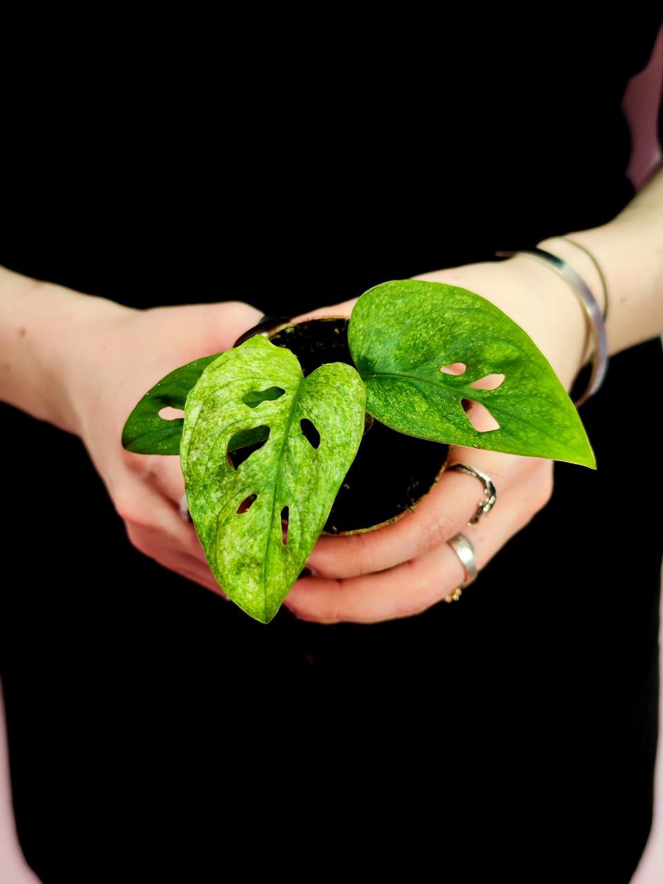 Монстера Адансона Вариегатная Минт (Monstera Adansonii Mint Variegated) D6см