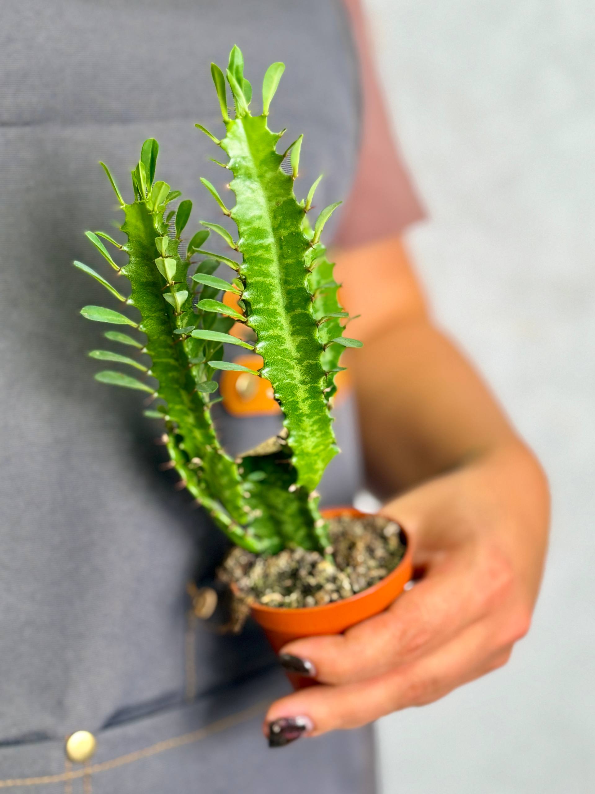 Эуфорбия Тригона, или Молочай Трёхгранный (Euphorbia Trigona) D6см