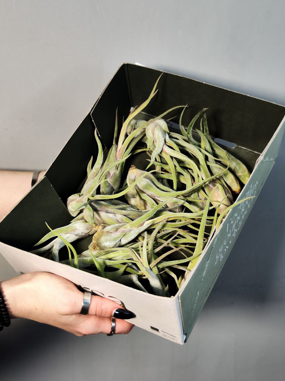 Тилландсия Голова Медузы (Tillandsia Caput Medusae)