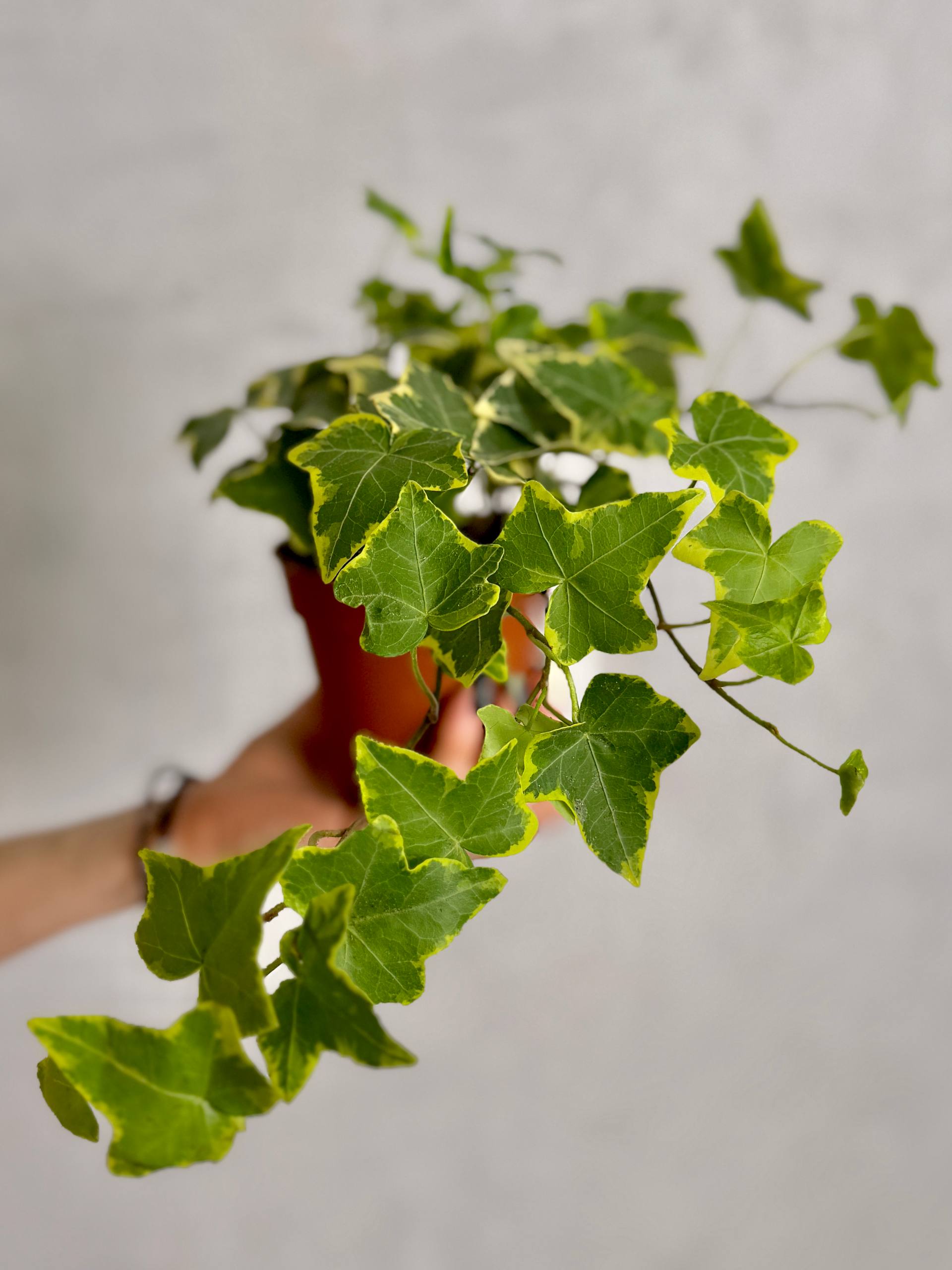 Хедера Хеликс Вариегата Йеллоу (Hedera Helix Variegata Yellow) D9см