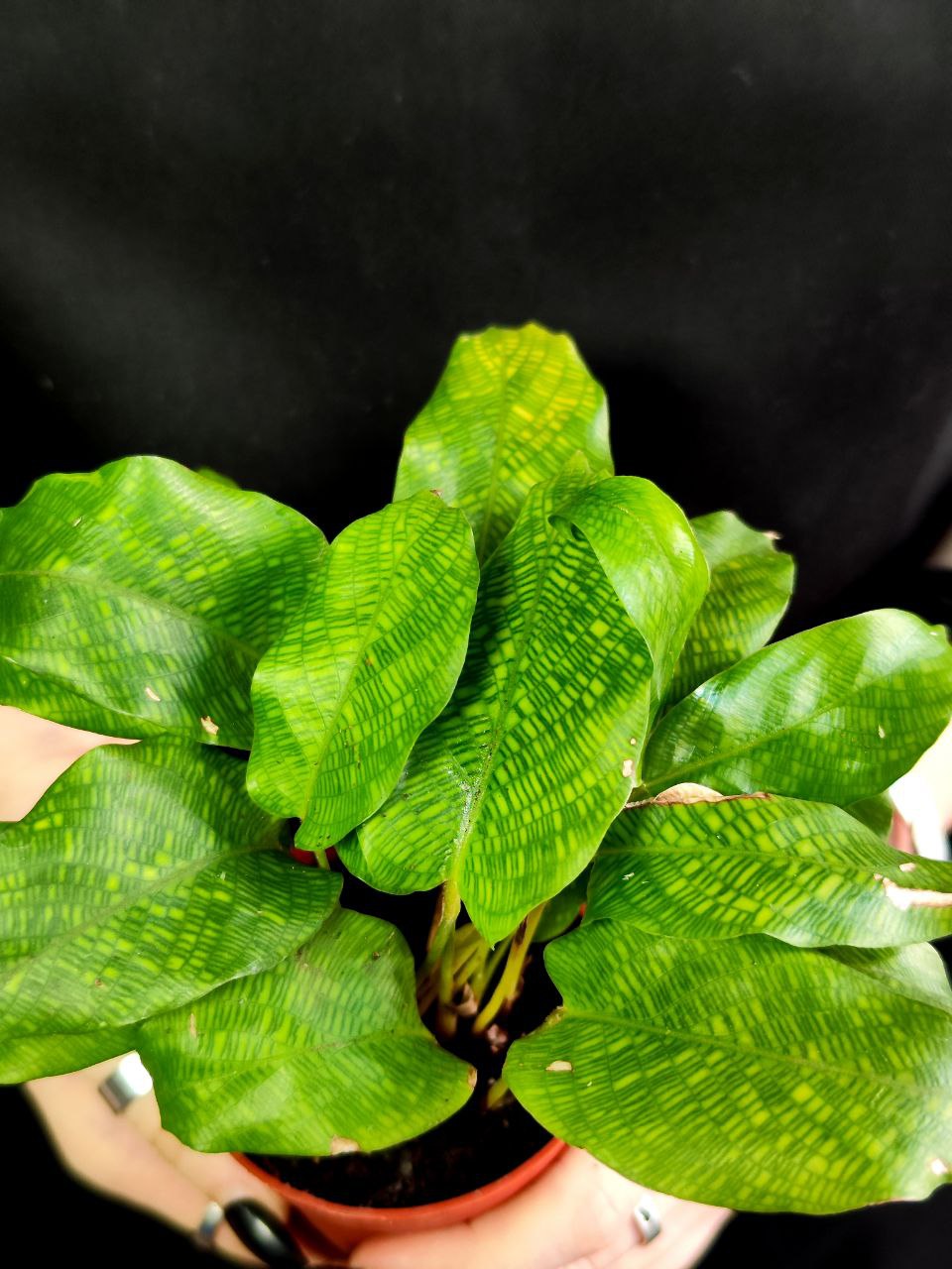 Калатея Нетворк (Calathea Network) D7см