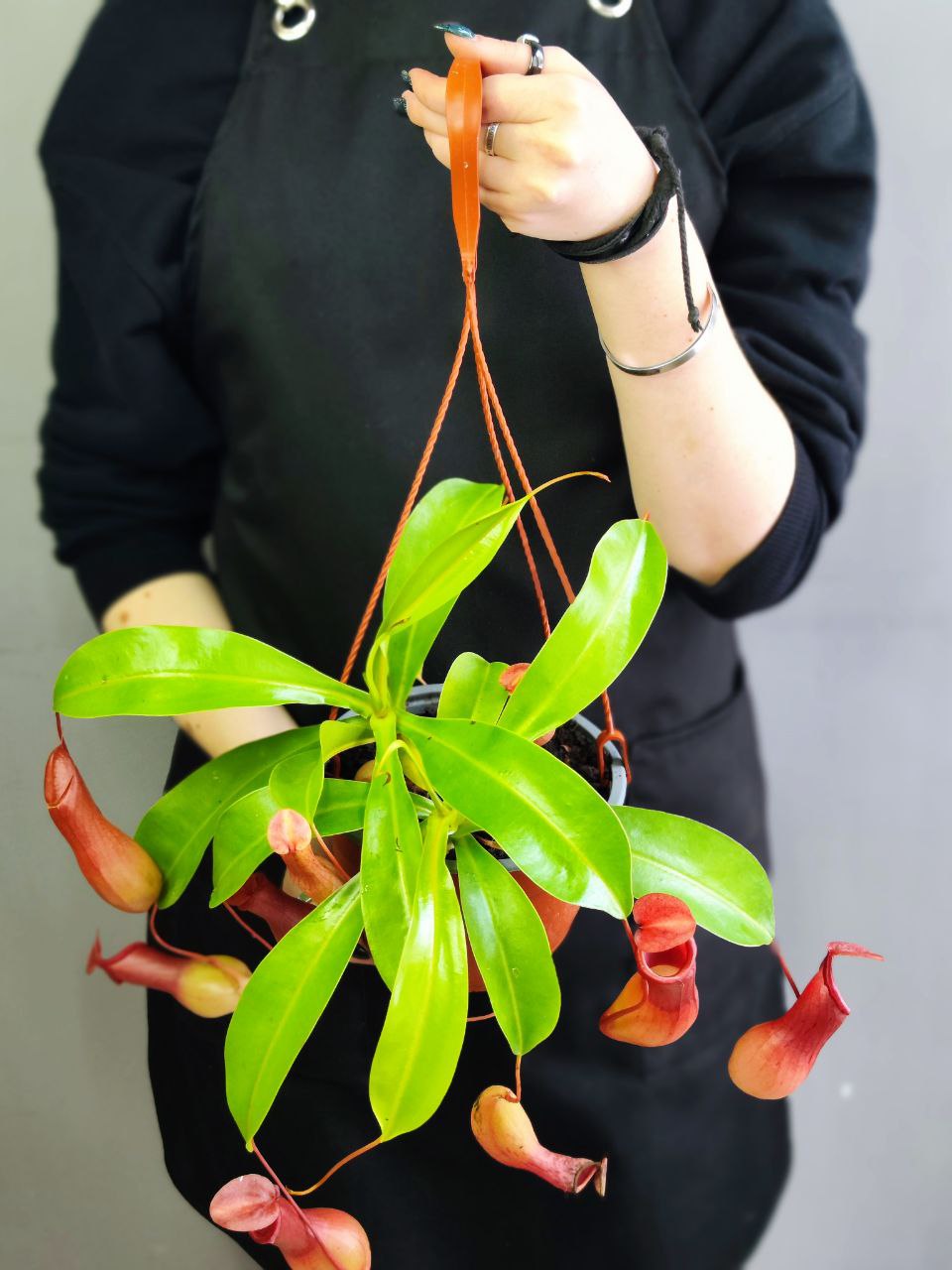 Непентес Вентрата (Nepenthes Ventrata) D14см в подвесном кашпо
