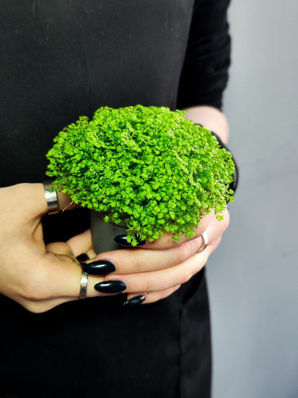 Мох Луговой, Селагинелла Апода (Selaginella Apoda) D6см