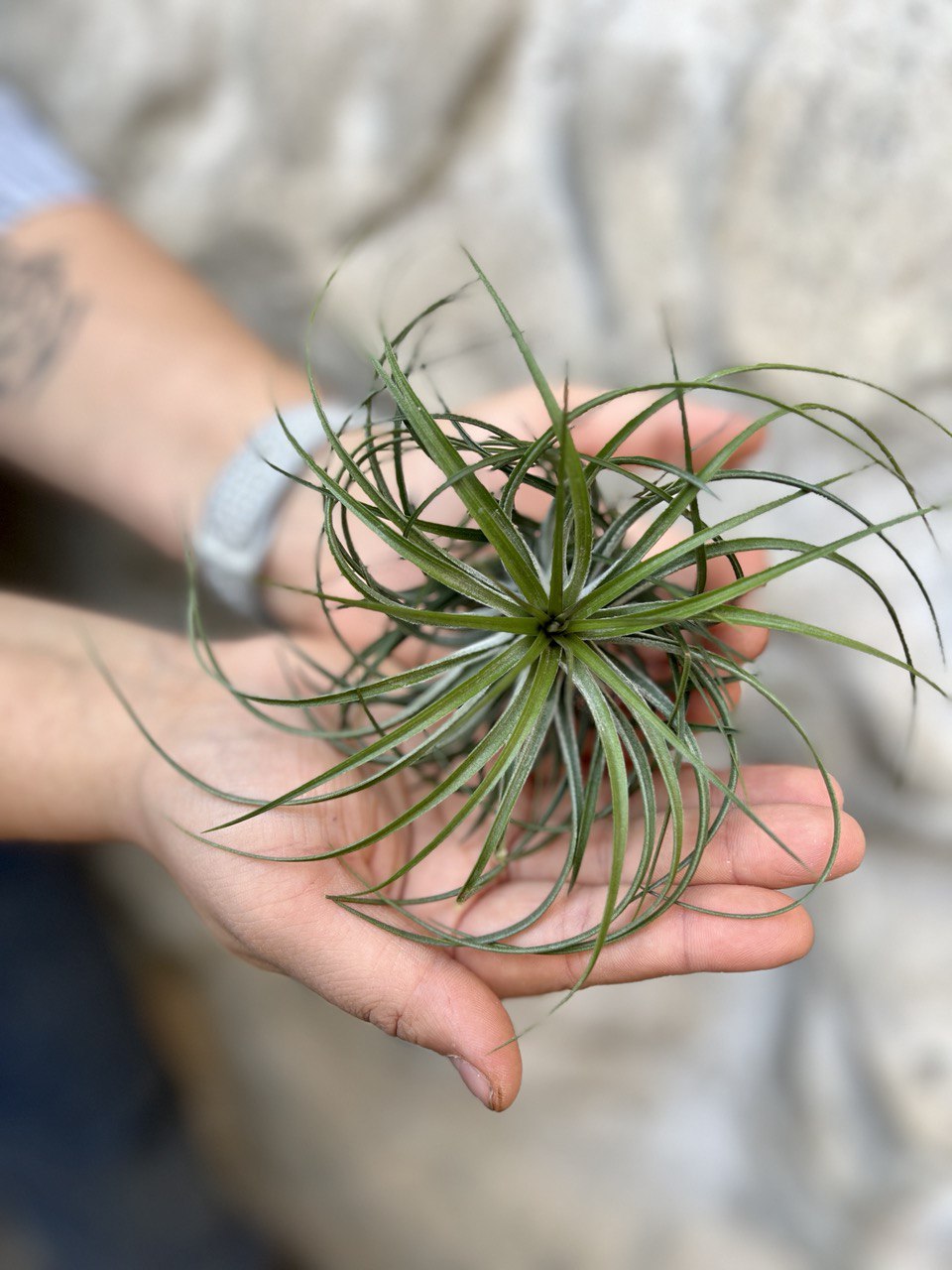 Тилландсия Стрикта XL (Tillandsia Stricta)