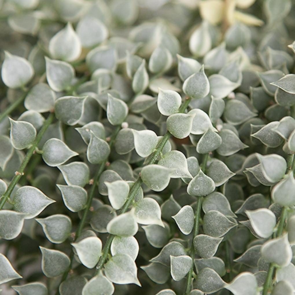 Дисхидия Русифолия Вариегатная (Dischidia Ruscifolia Variegata) D8см