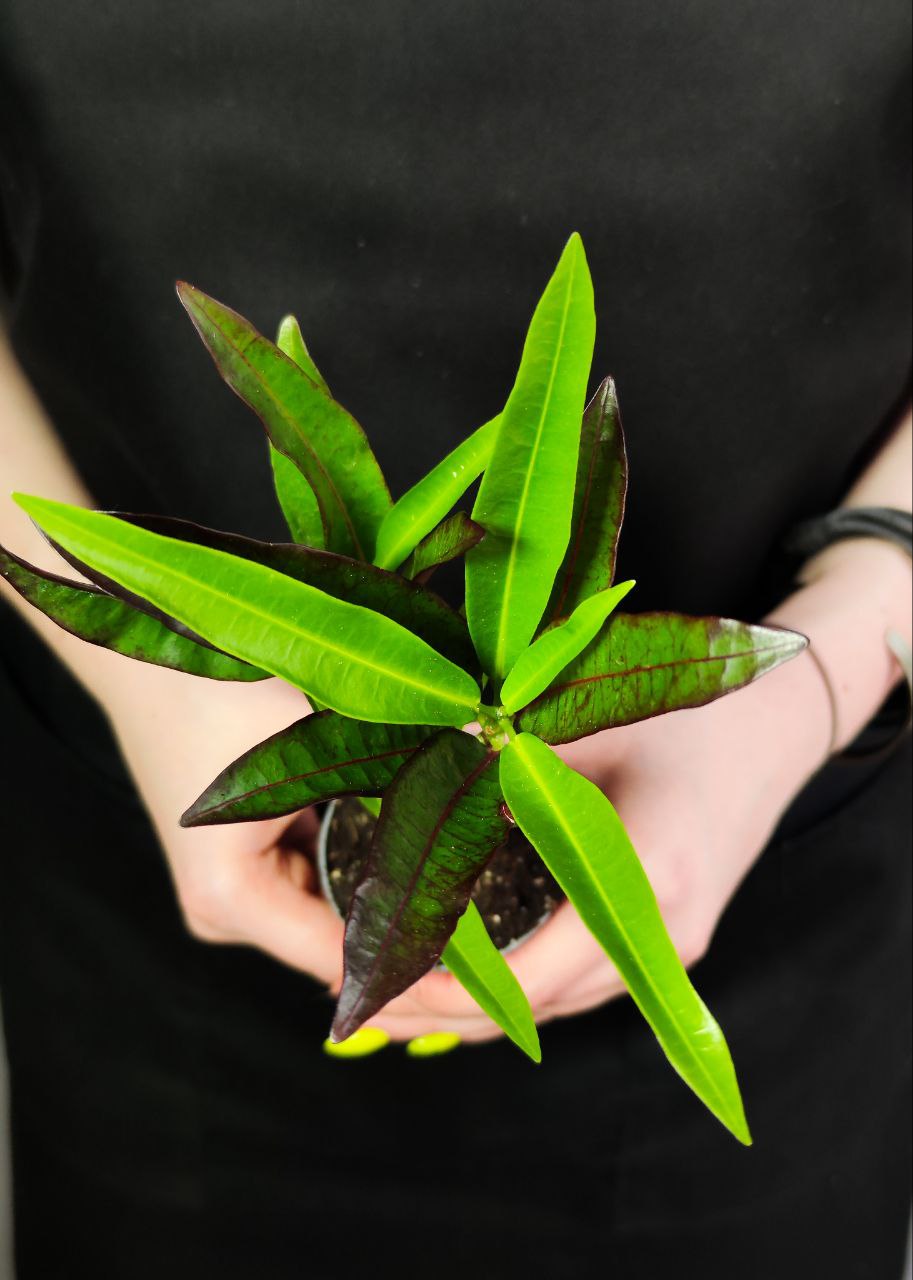 Кодиеум Экскуренс (Codiaeum Excurrens) D6см