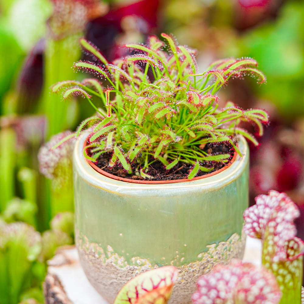 Росянка Капская (Drosera Capensis) D9см