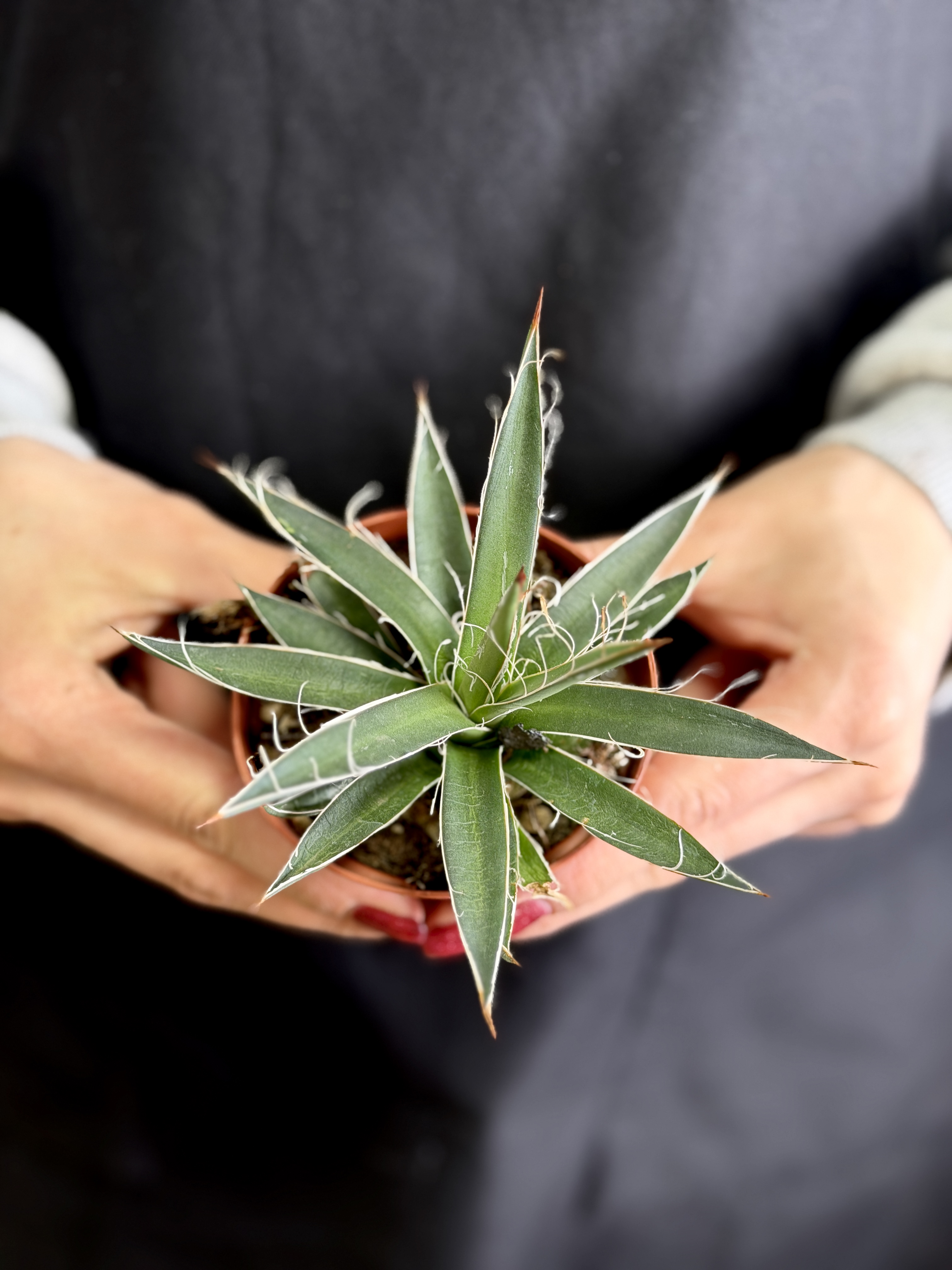 Агава Нитеносная (Agave Filifera) D8,5см