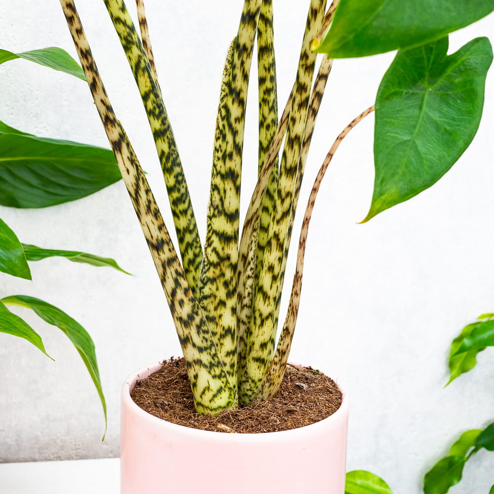 Алоказия Зебрина (Alocasia Zebrina) D21см