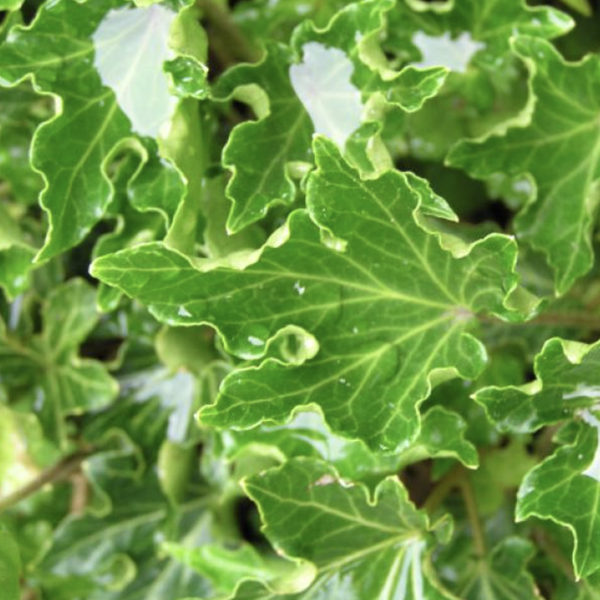 Хедера (Плющ) Хеликс Ивалис (Hedera Helix Ivalace) D9см