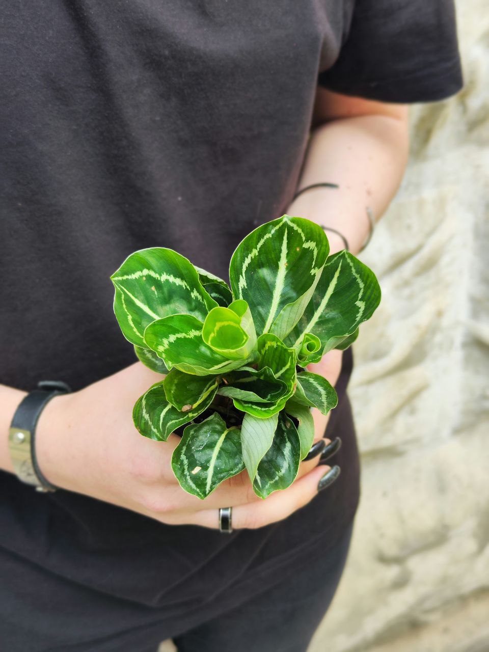 Калатея Розеопикта Грин (Calathea Roseopicta Green) D6см