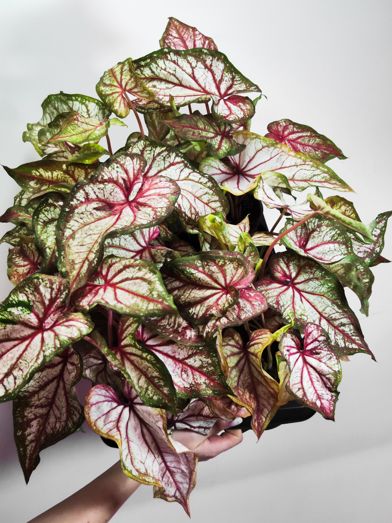 Каладиум Эксплоушн (Caladium Xplosion) D12см
