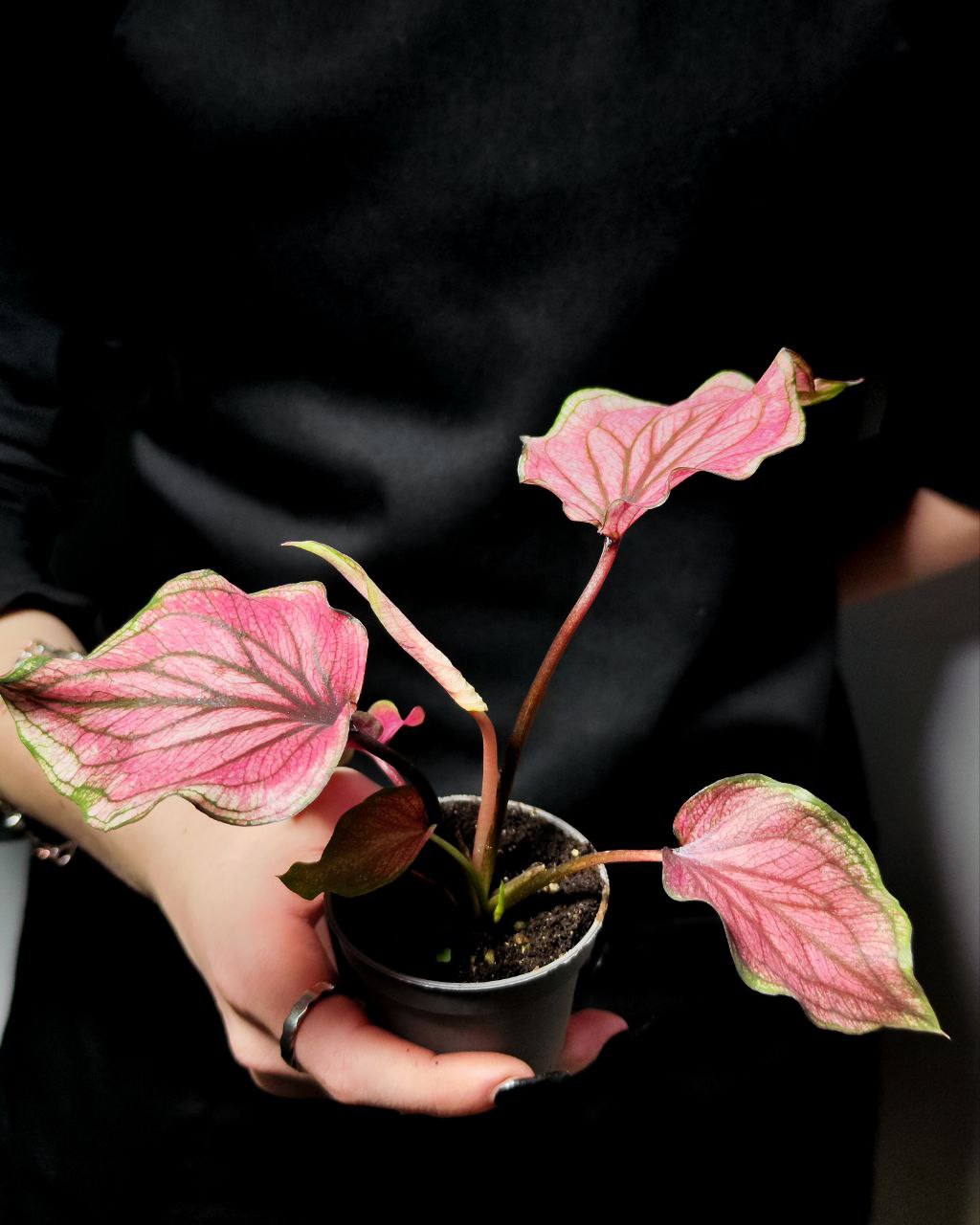 Каладиум Люси (Caladium Lucia) D6см