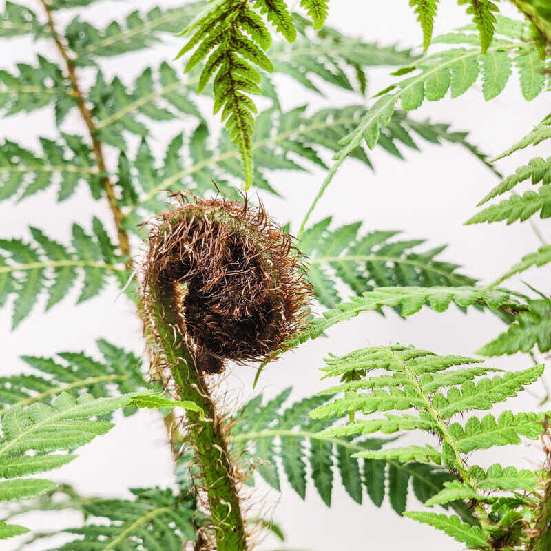 Папоротник Циатея Купера (Cyathea Cooperii) D12см