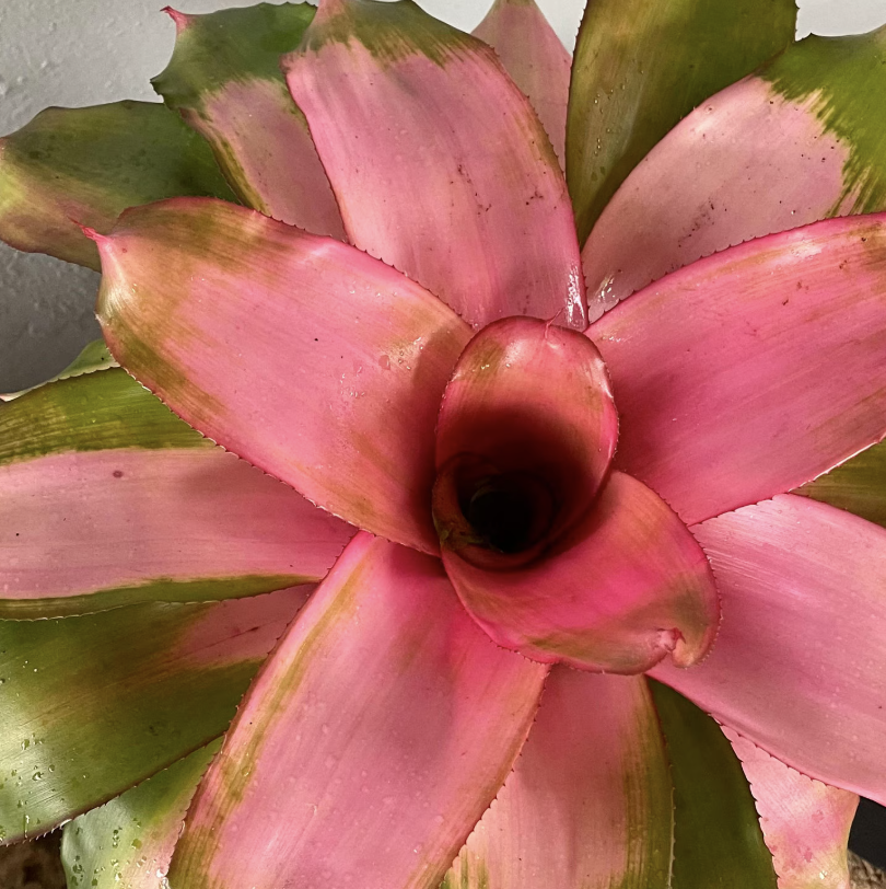 Неорегелия Розовая Скандор (Neoregelia Pink Scandor) D12см