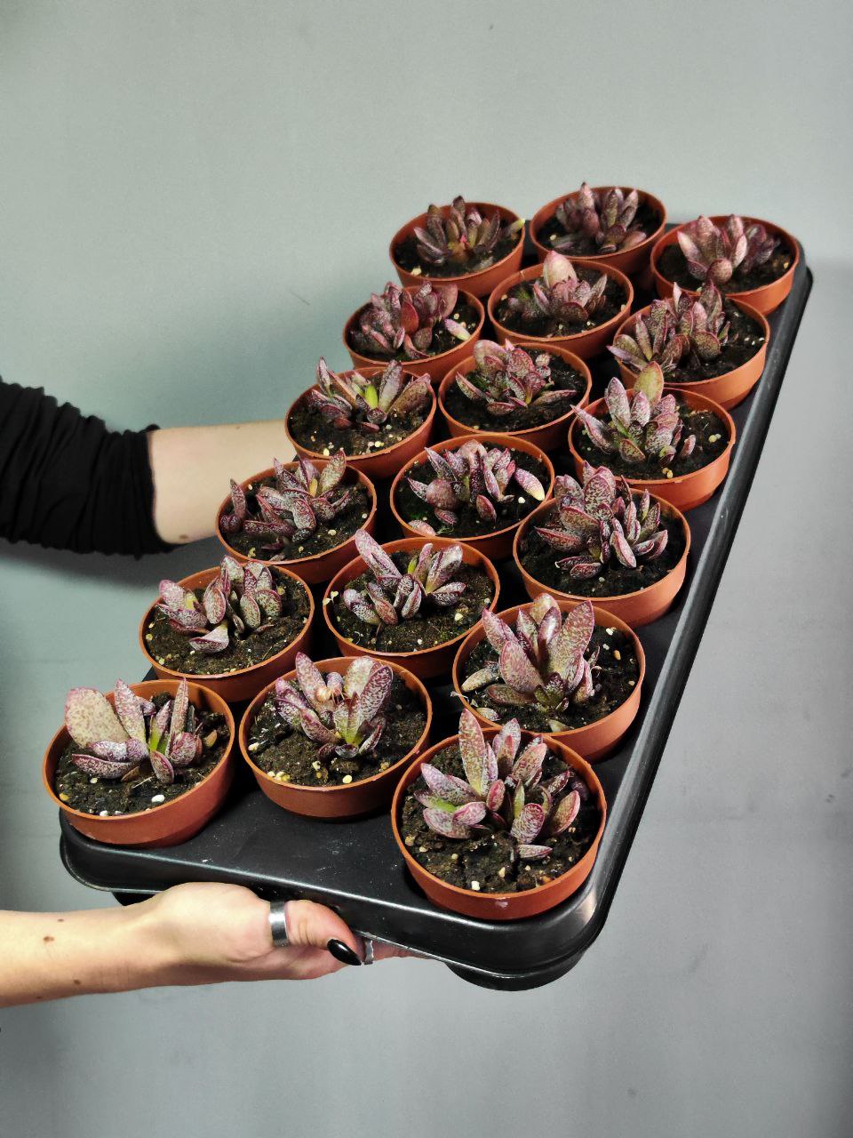 Адромискус Салико Хеартс (Adromischus Calico Hearts) D8,5см