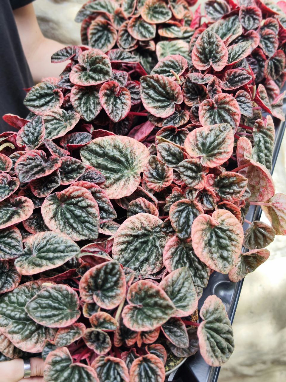 Пеперомия Каперата Абрикос (Peperomia Caperata Abriсos) D11см