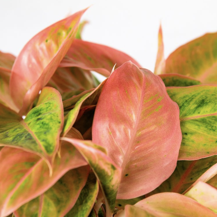 Аглаонема Сальмон Фэнтези (Aglaonema Salmon Fantasy) D12см