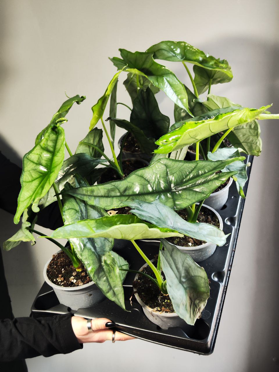 Алоказия Хетерофилла Дыхание Дракона (Alocasia Heterophylla Dragon’s Breath) D12см