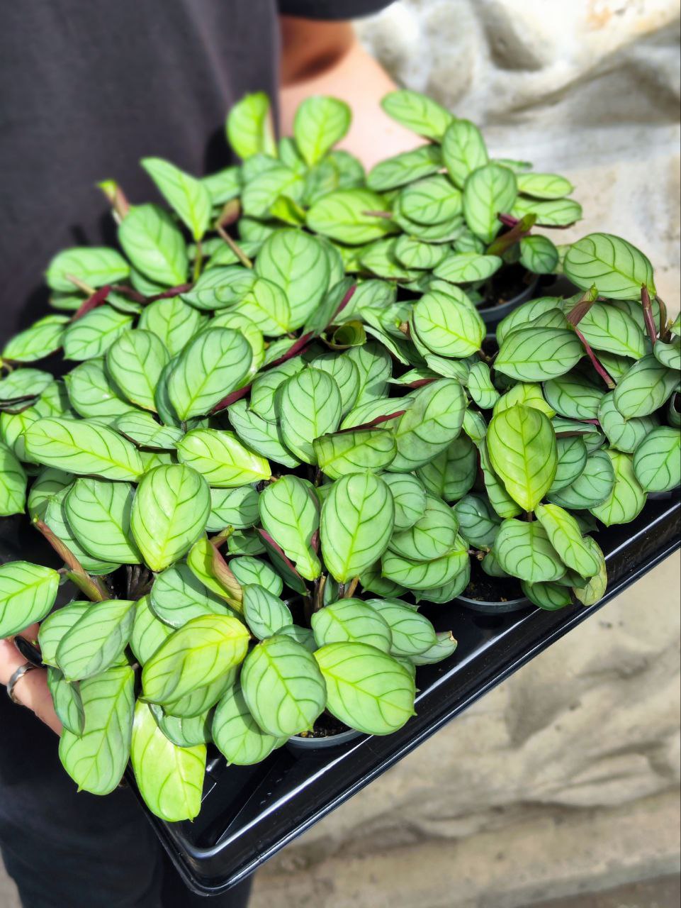 Маранта Амабилис Минт (Maranta Leuconeura Amabilis Mint) D6см