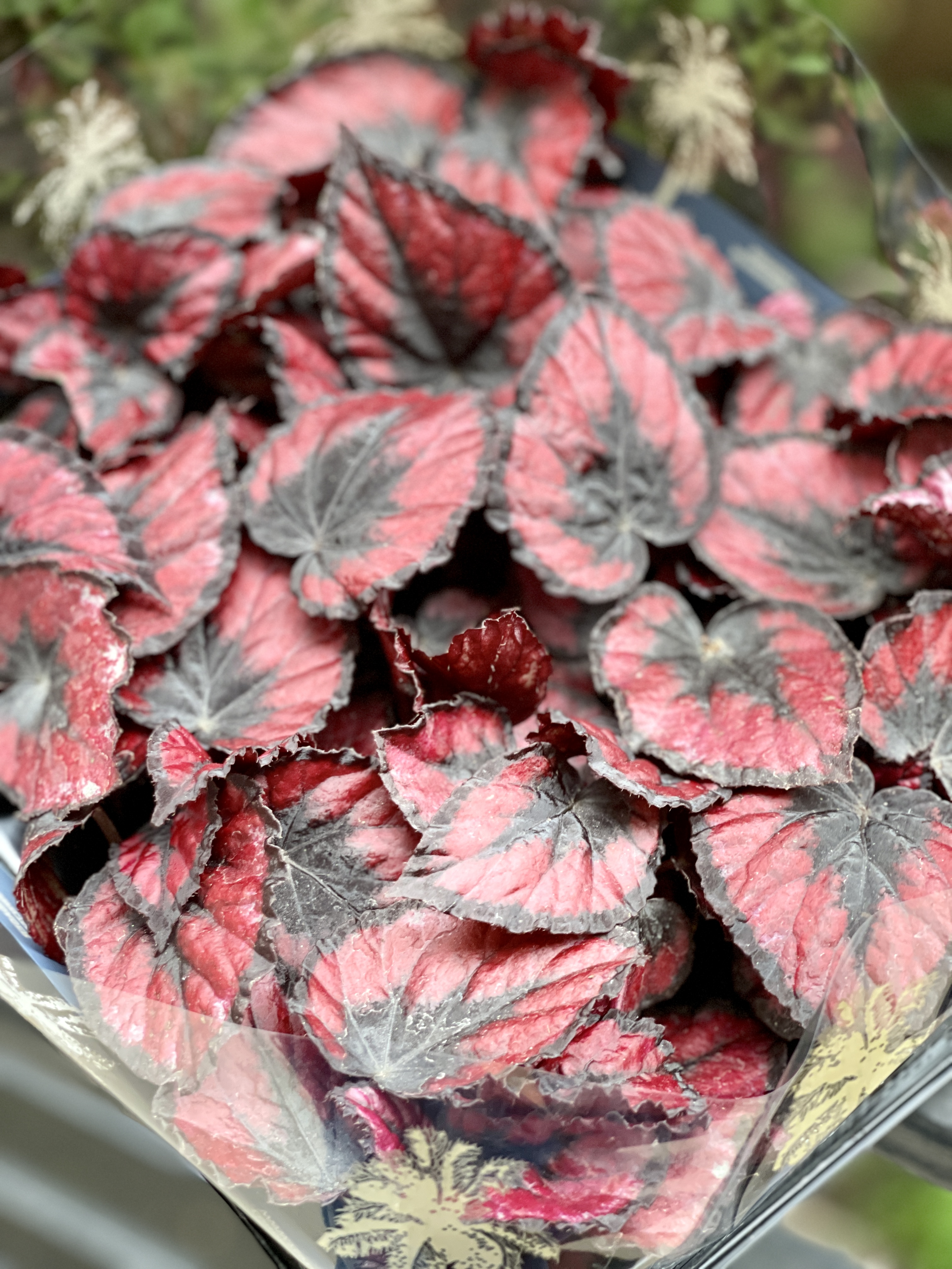 Бегония Красный Поцелуй, или Ред Кисс (Begonia Red Kiss) D6см