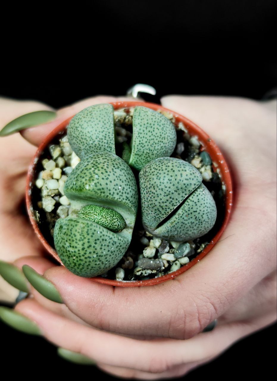 Плейоспилос Нелли Грин (Pleiospilos Nelii Green) D5см