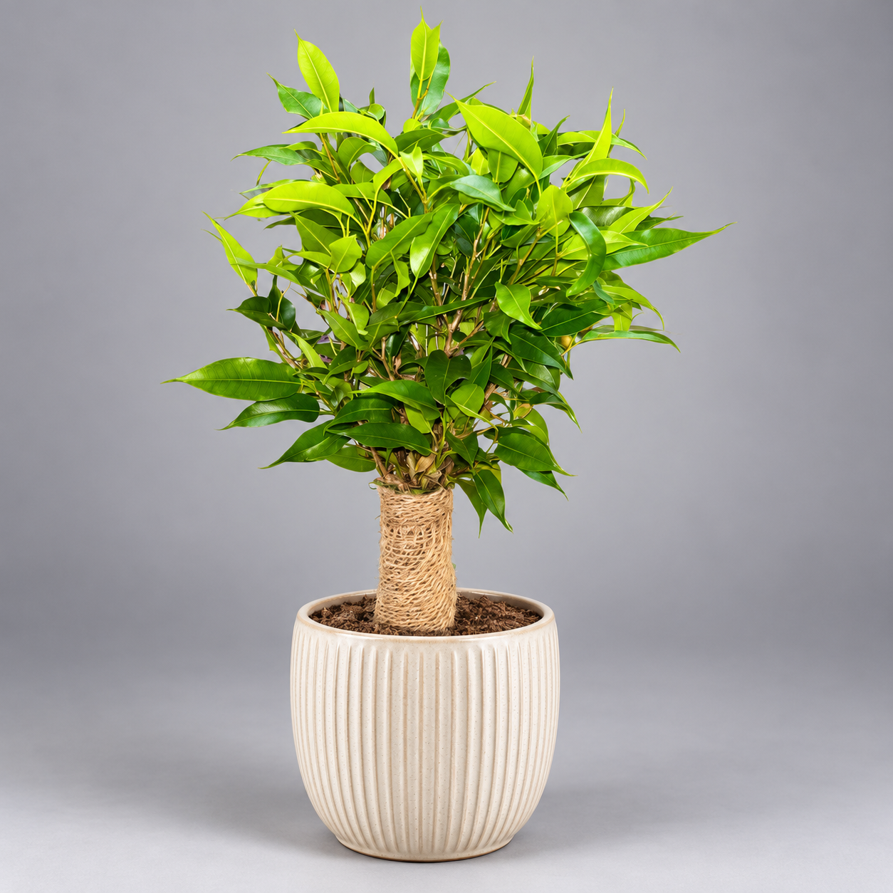 Фикус Бенджамина Наташа (Ficus Benjamina Natasja) D6см