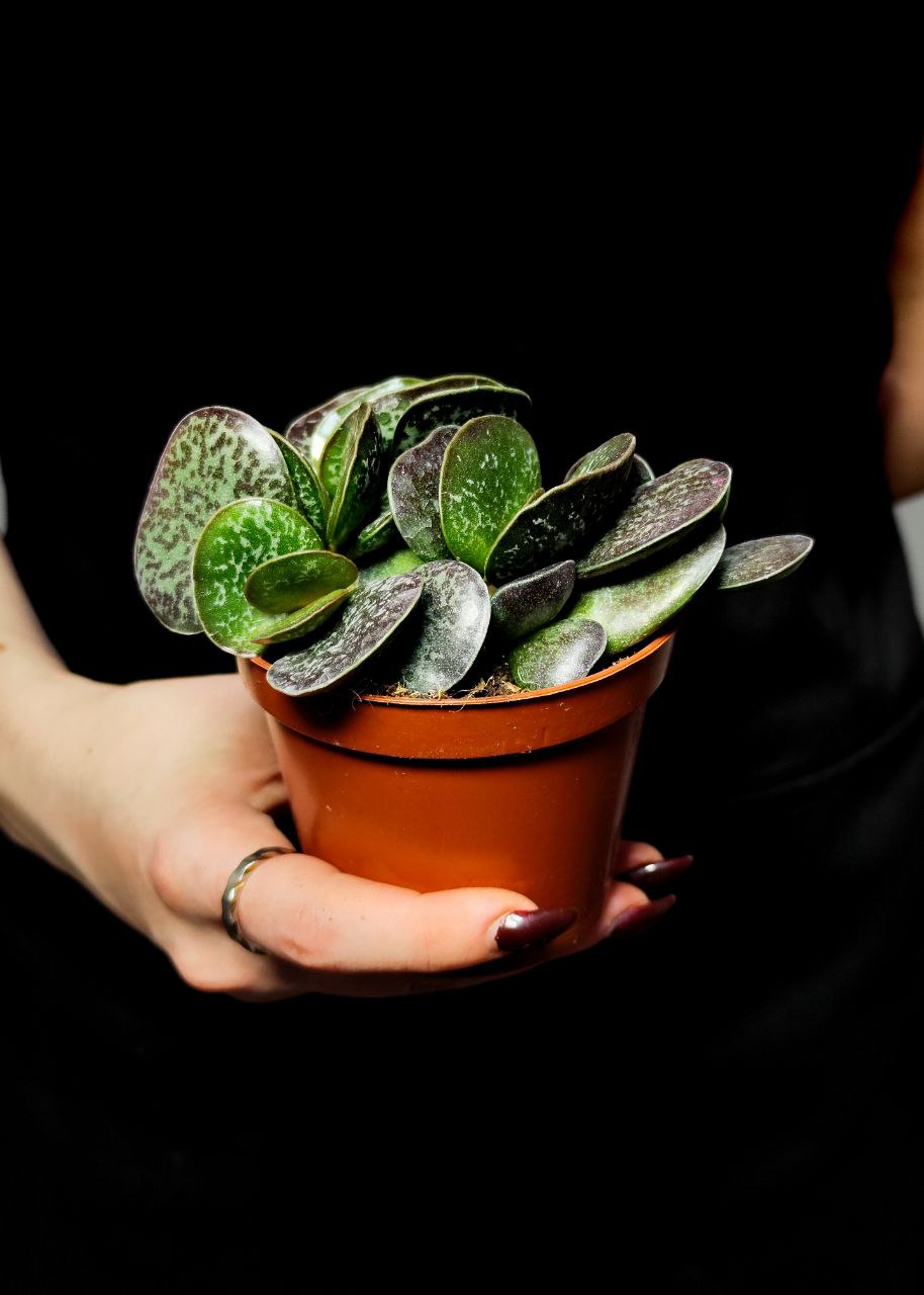 Адромискус Макулатус (Adromischus Maculatus) D8см