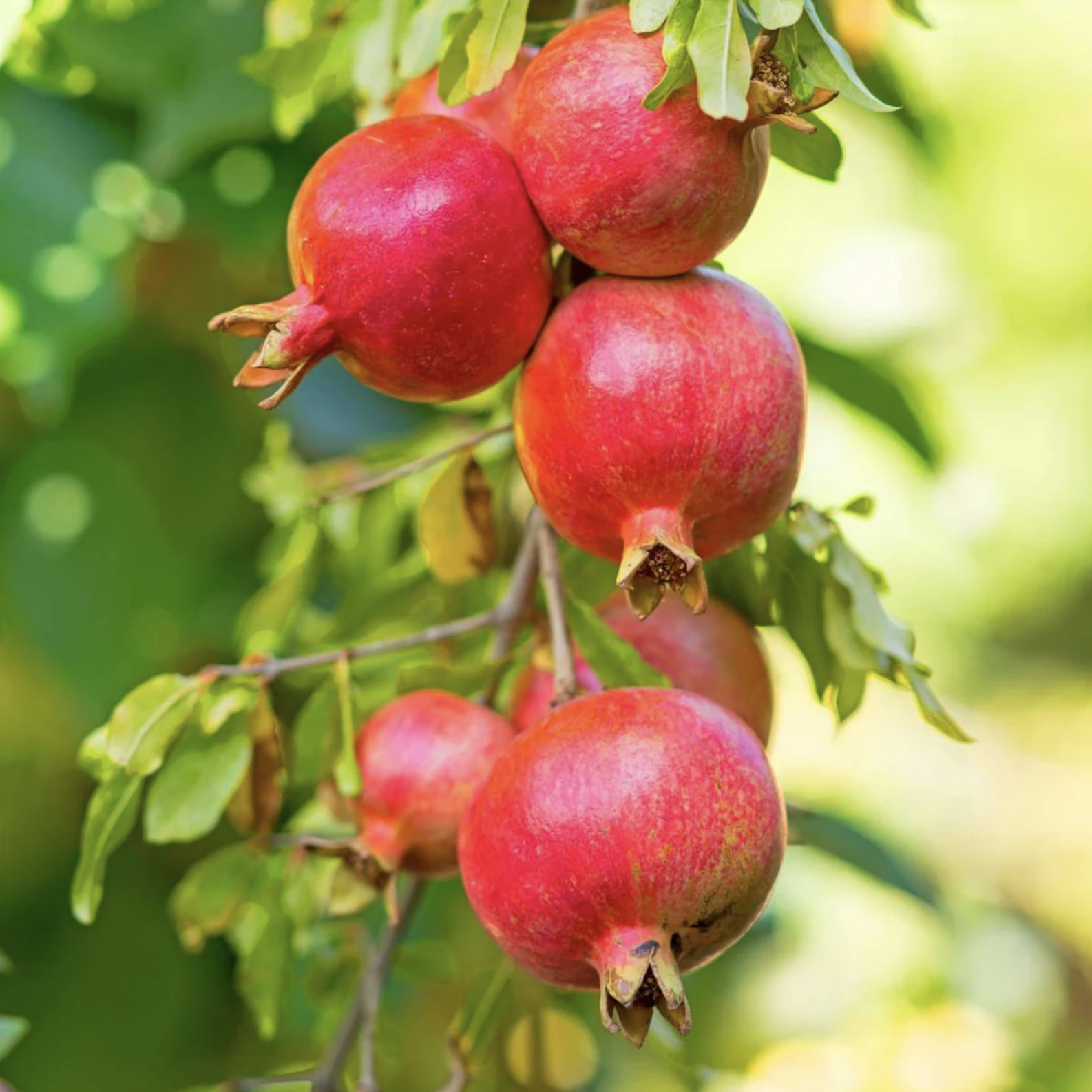 Гранатовое Дерево (Punica Granatum) D12см
