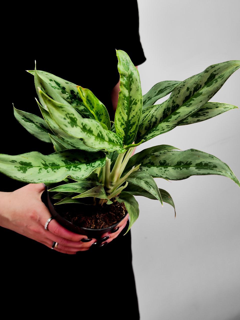 Аглаонема Грейхаунд (Aglaonema Greyhound) D12см