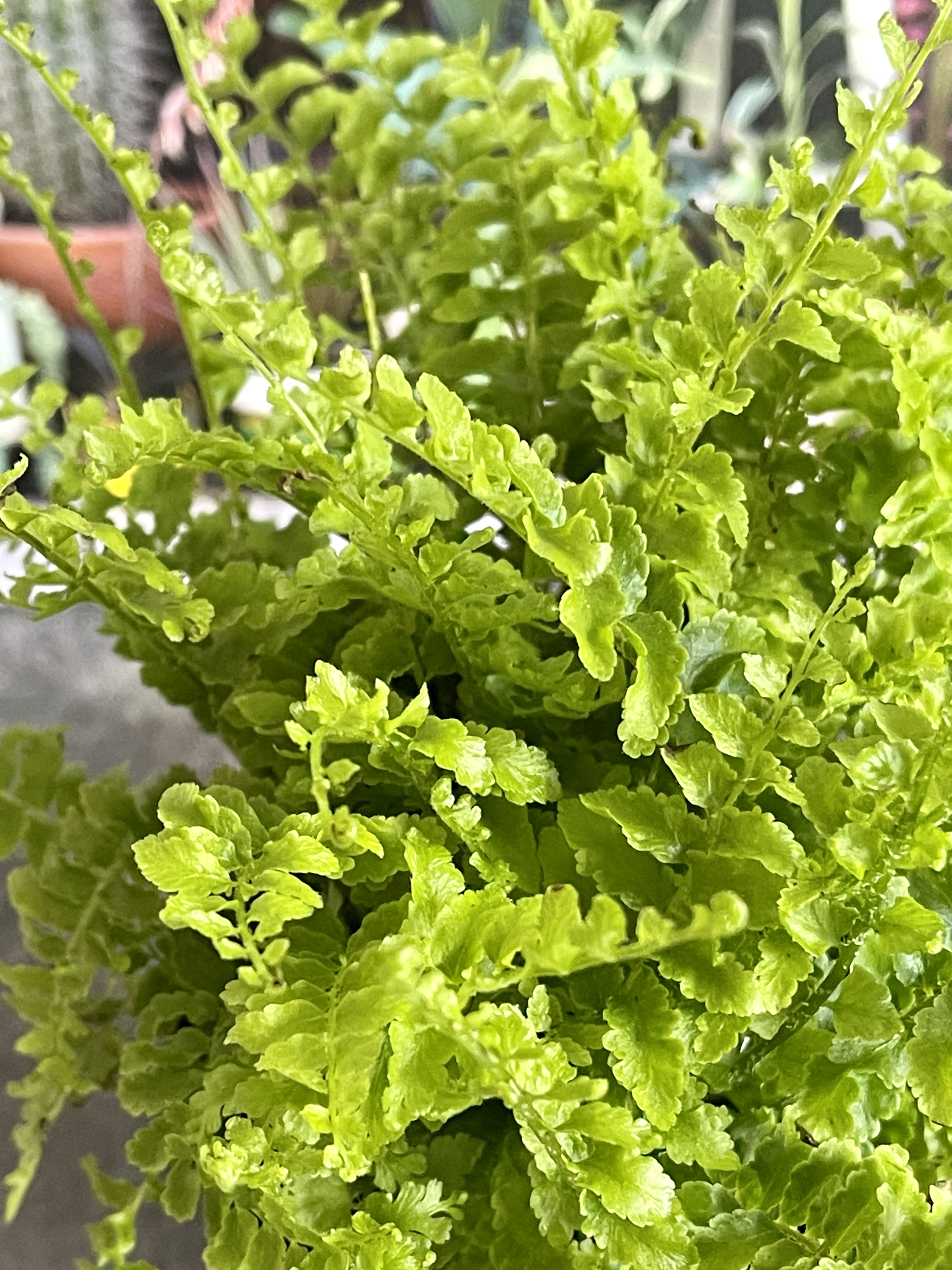 Нефролепис Возвышенный (Nephrolepis Exaltata Fluffy Ruffle) D8,5см