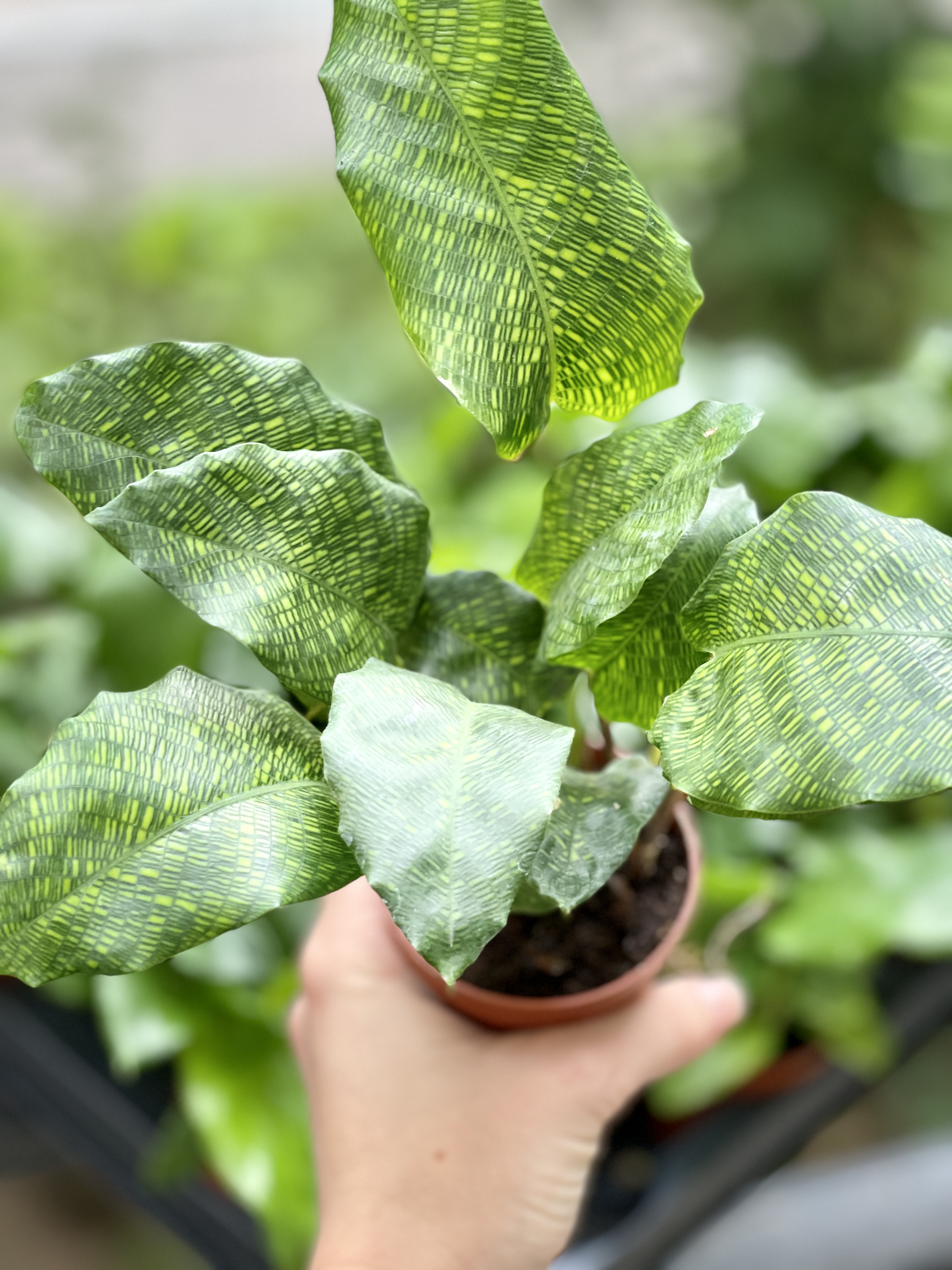 Калатея Нетворк (Calathea Network) D7см