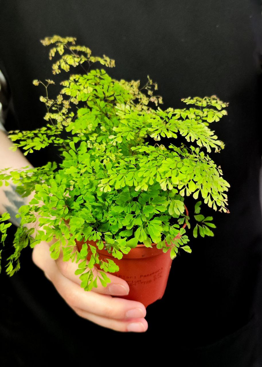 Папоротник Адиантум Микрофилум (Adiantum Microphyllum) D8,5см