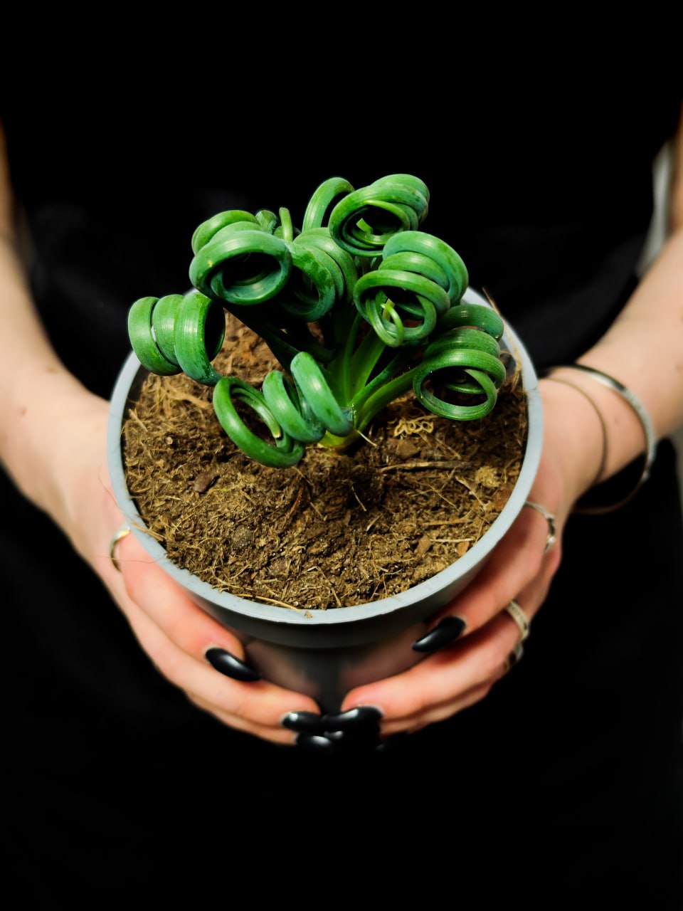 Альбука Спиральная (Albuca Spiralis) D12см