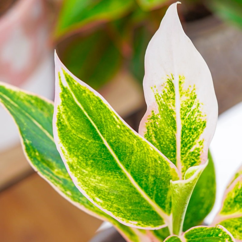 Аглаонема Пинк Аврора (Aglaonema Pink Aurora) D12см