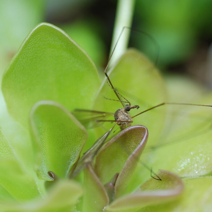 Жирянка Весера (Pinguicula Weser) D9см