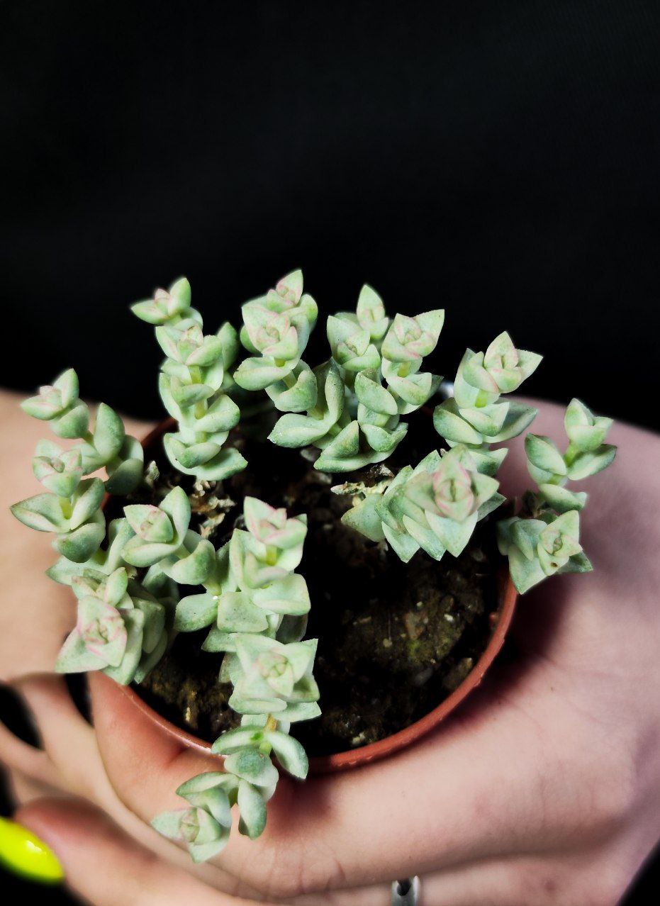 Крассула Том Тумб Вариегатный (Crassula Tom Thub Variegata) D5см