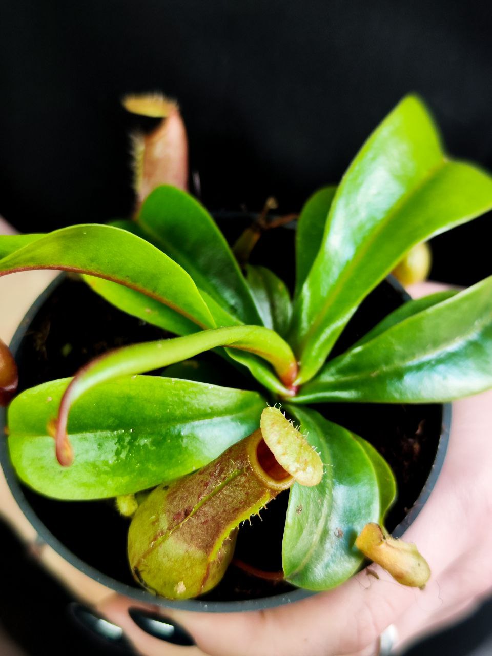 Непентес Луркей (Nepenthes Lourkei) D9см