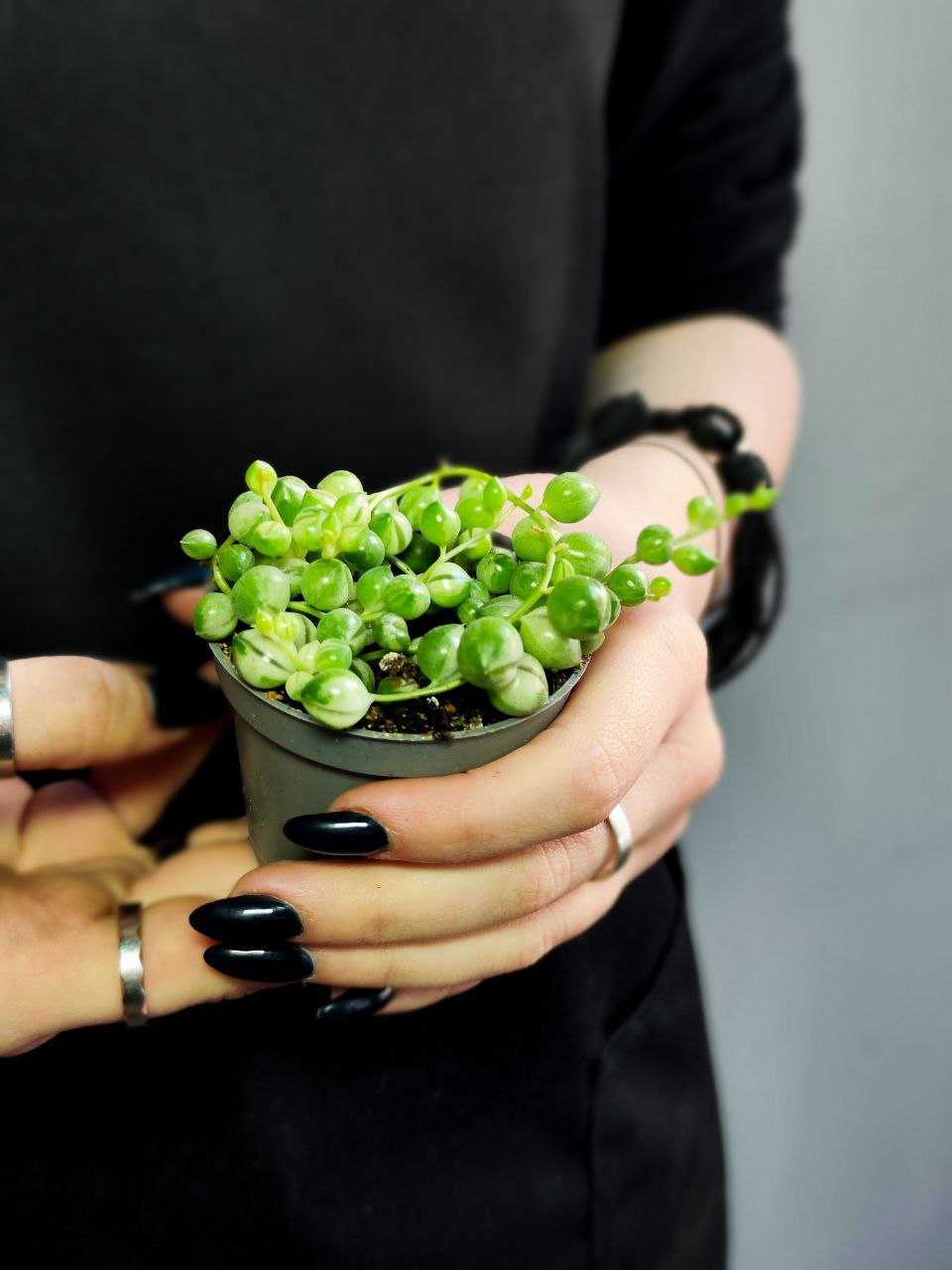 Крестовник Роули Вариегатный (Senecio Rowleyanus Variegata) D6см