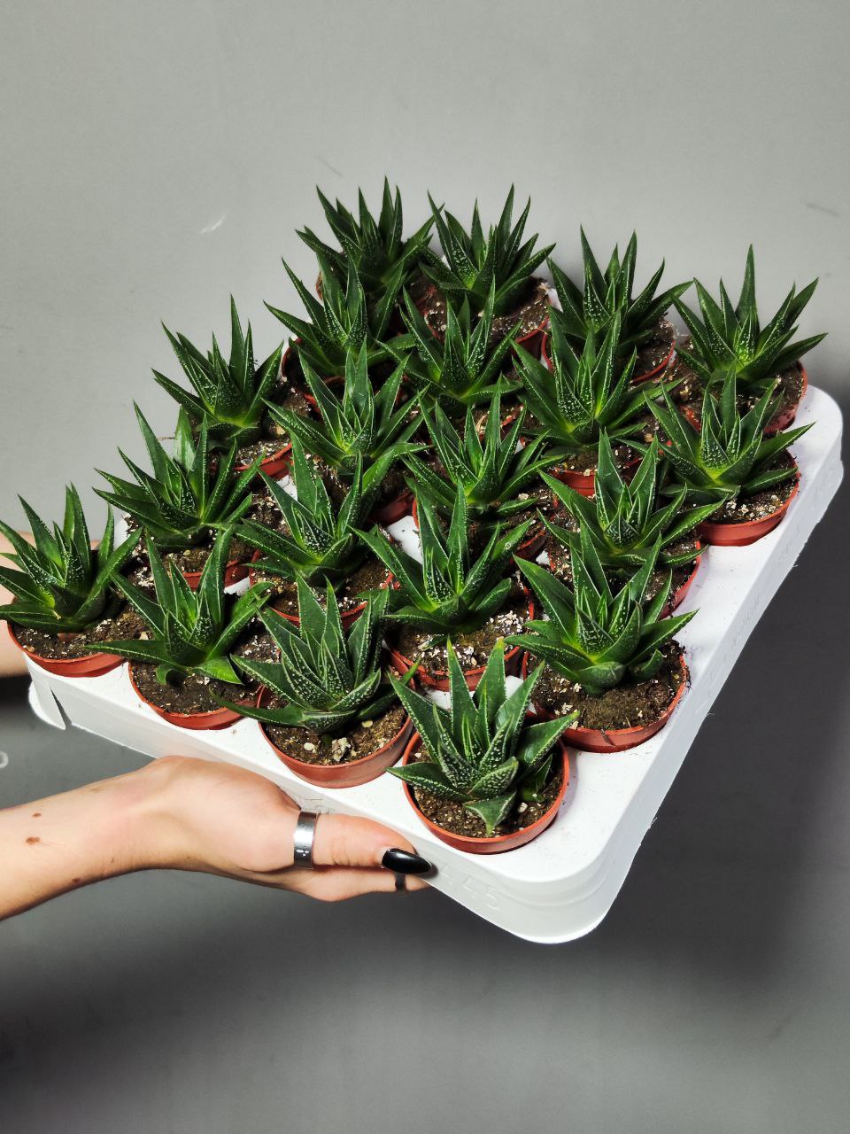 Хавортия Хербацея (Haworthia Herbaceae) D5см