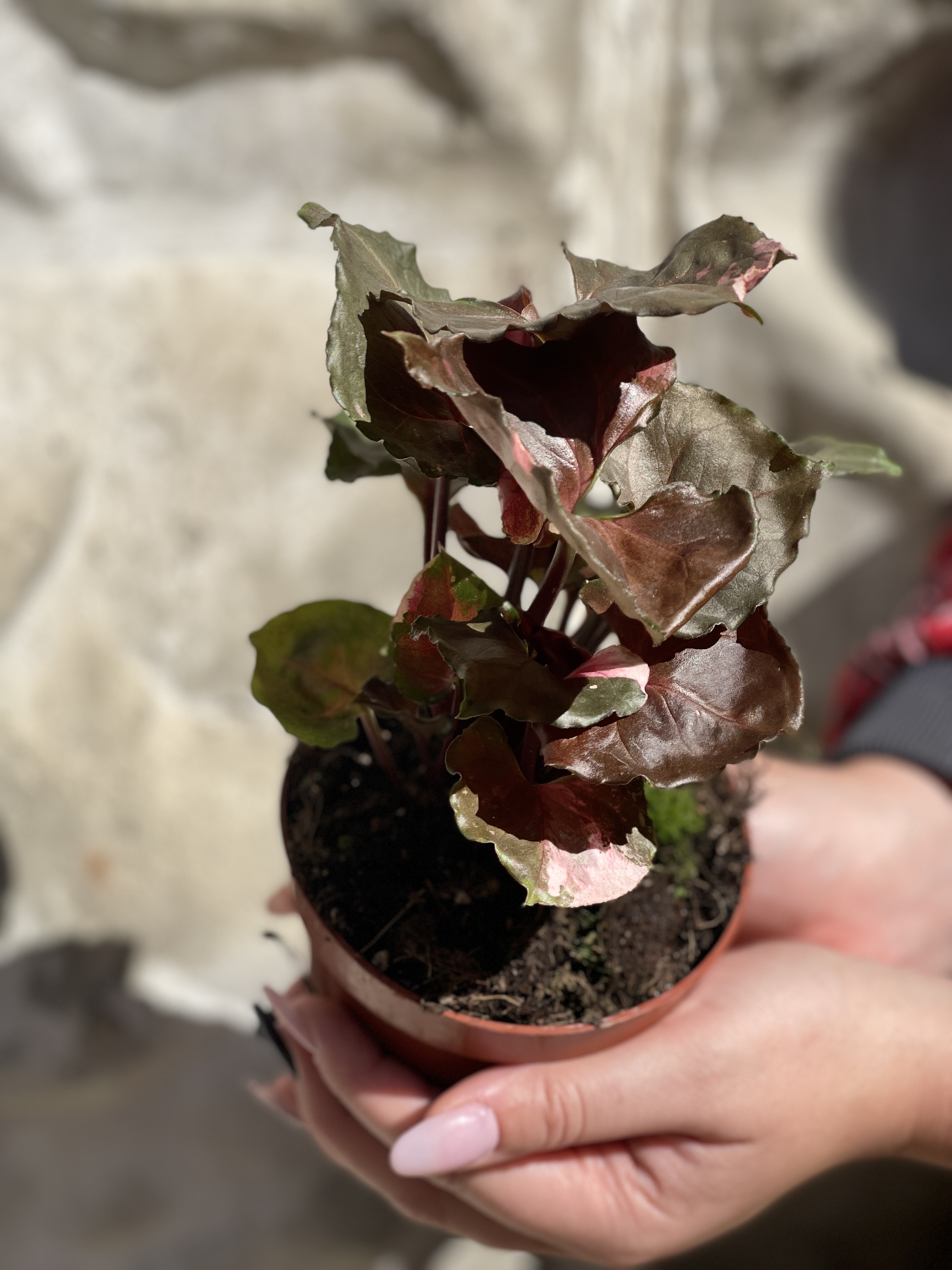 Сингониум Клубничный Лед (Syngonium Strawberry Ice) D12см