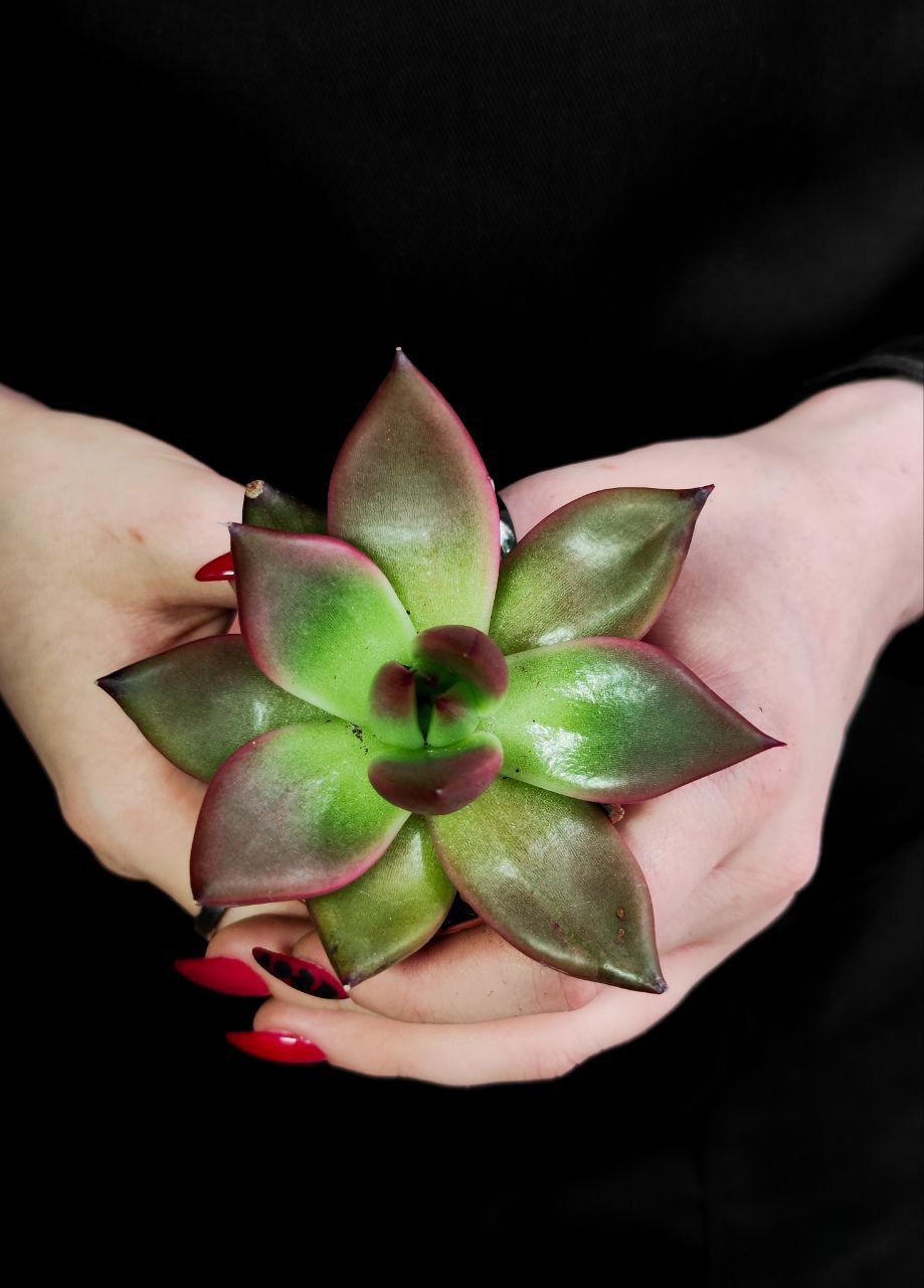 Эхеверия Марс Галакси (Echeveria Mars Galaxy) D5см