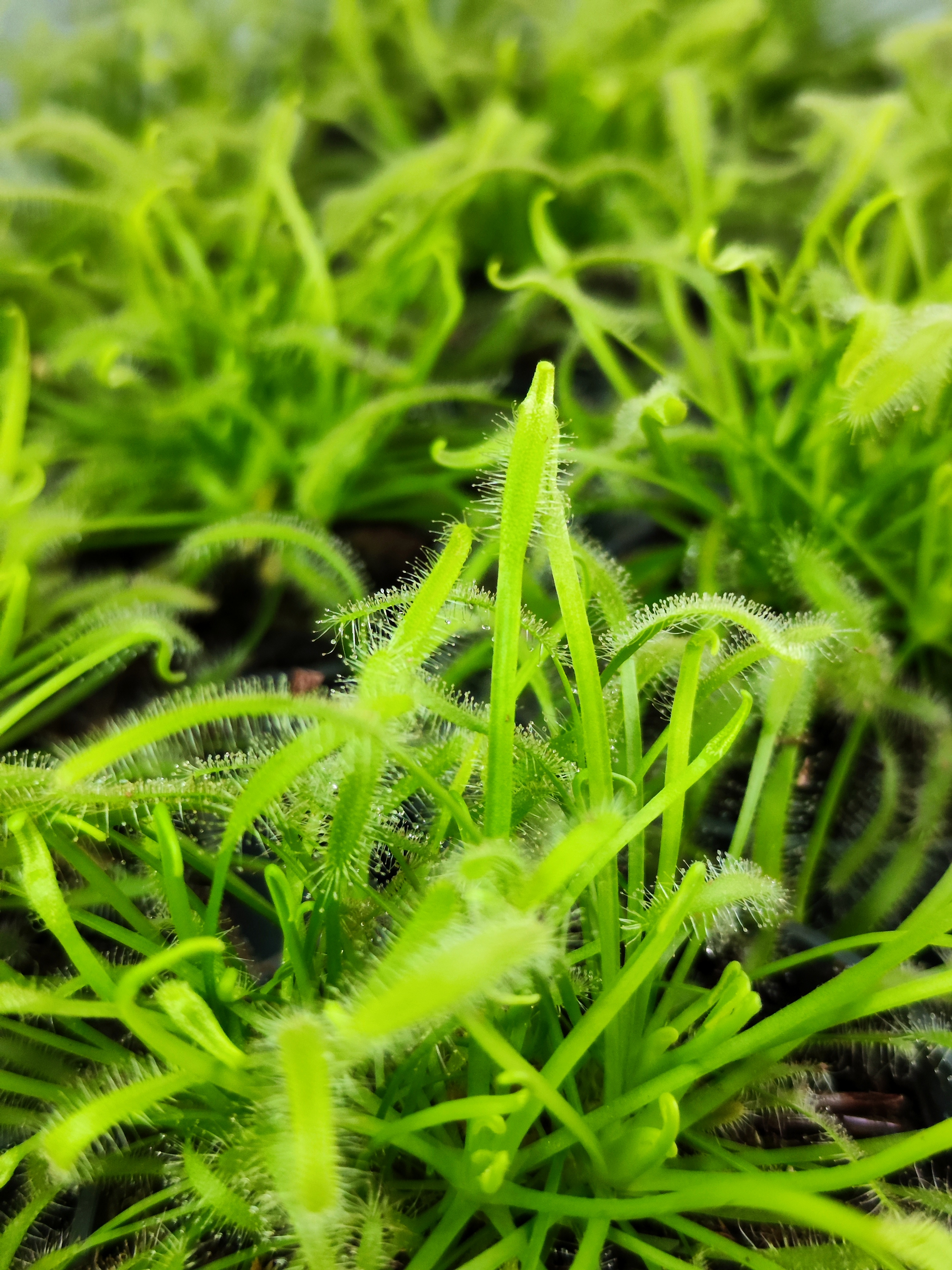 Росянка Альба (Drosera Alba) D9см
