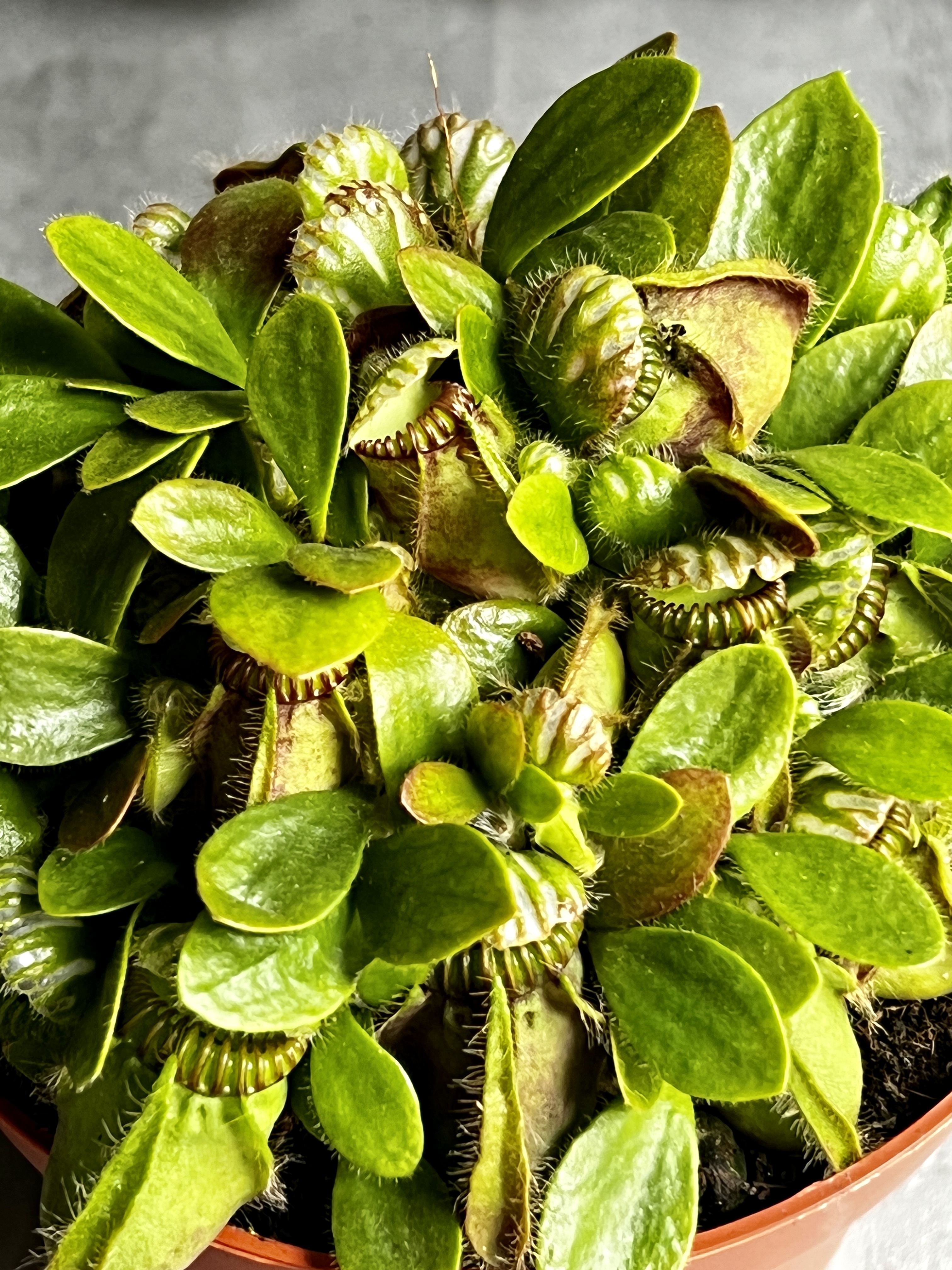 Цефалотус мешочковидный (Cephalotus follicularis) D12см