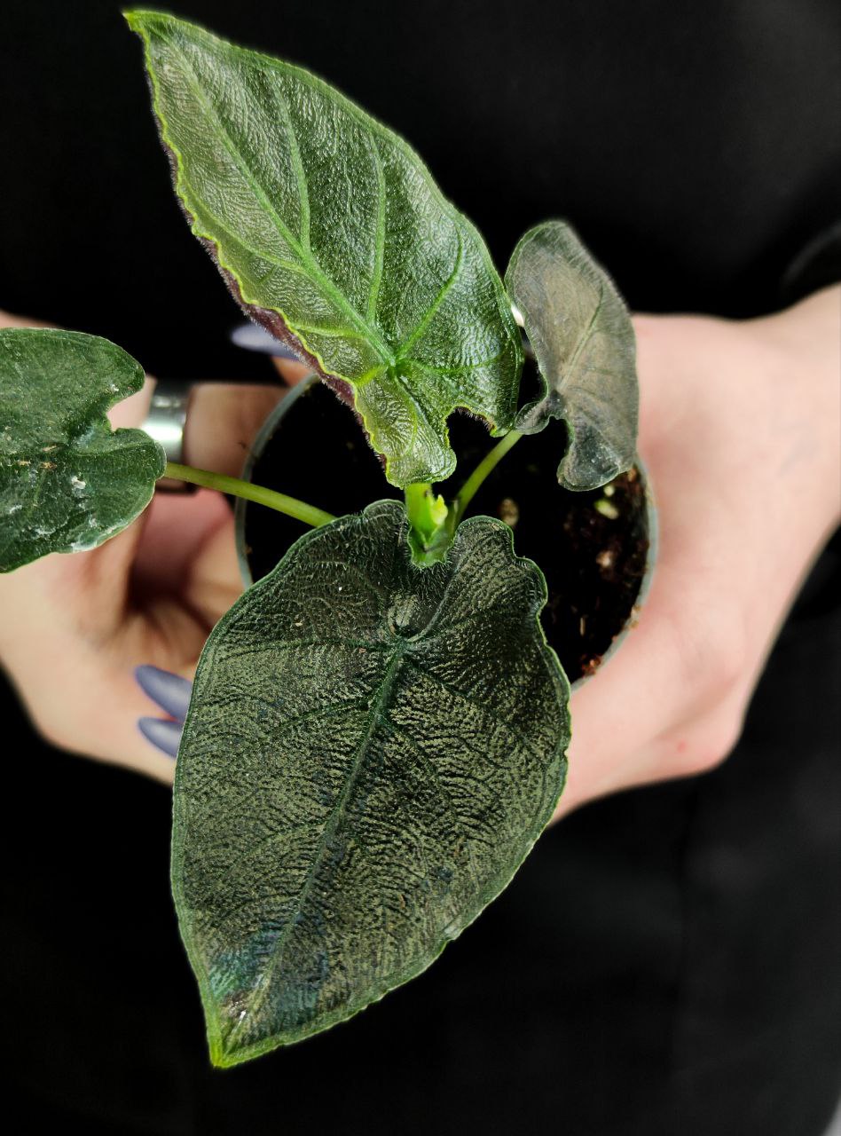 Алоказия Анторо Вельвет (Alocasia Antoro Velvet) D6см