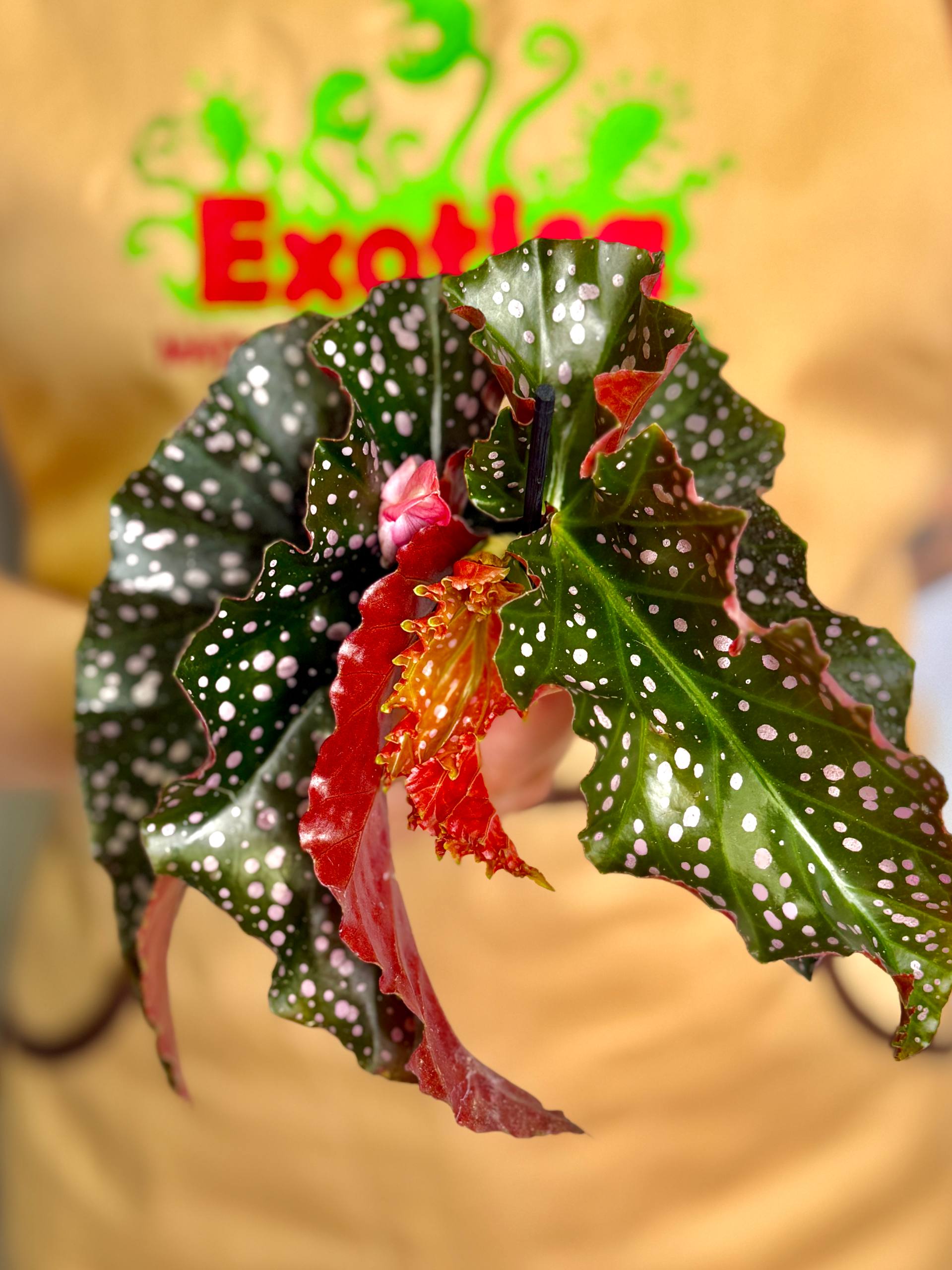 Бегония Краклин Рози (Begonia Cracklin Rosie) D6см